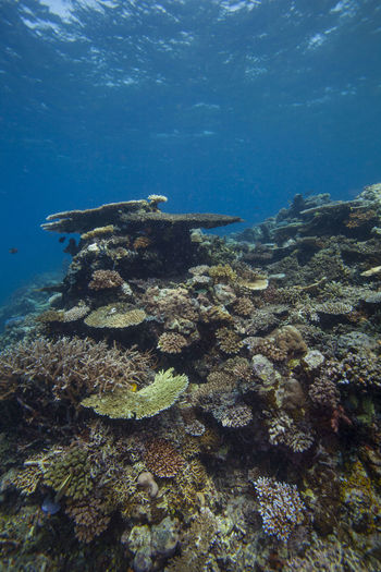Multi colored coral underwater
