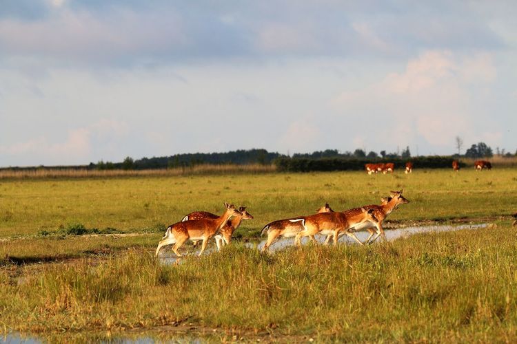 Deer crossing a small water course in an open field.