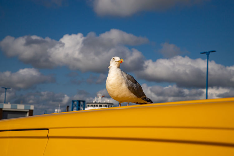 Seagull on yellow vehicle in the harbor of amrum