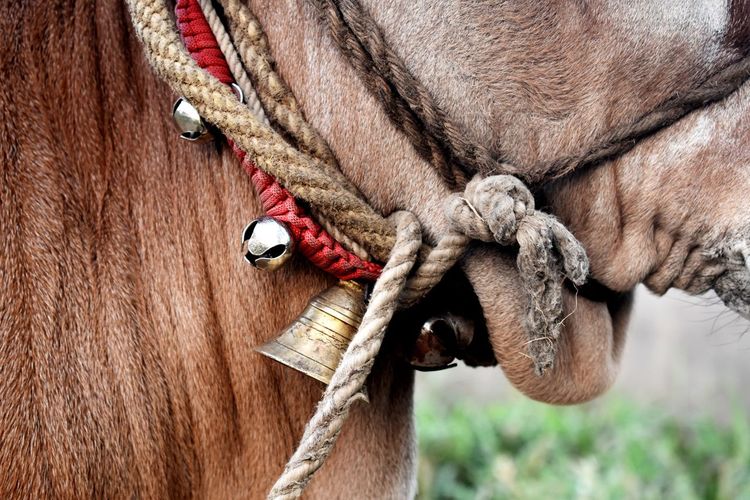 Close-up of a horse