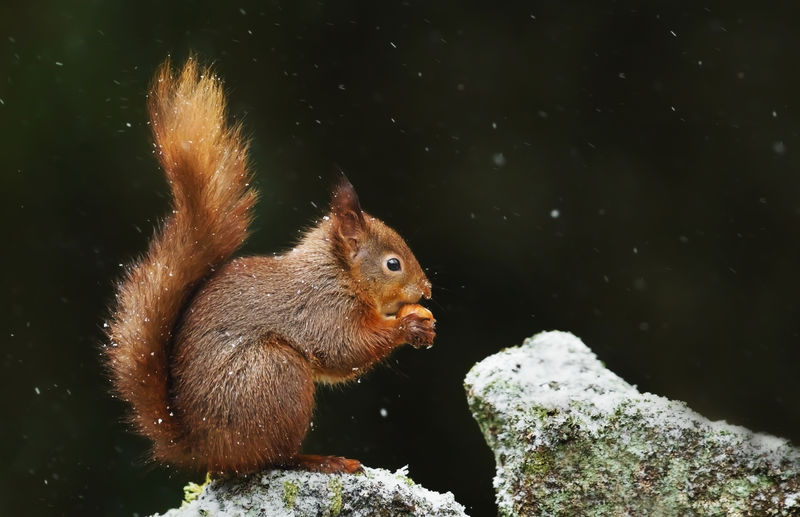 Close-up of squirrel on rock during snowfall