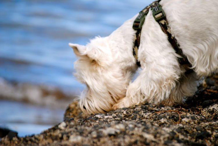 Close-up of west highland white terrier by water
