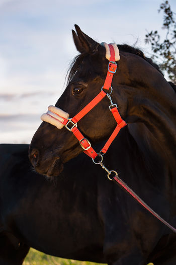 horse