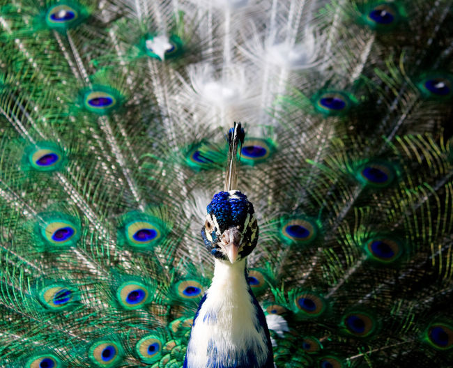 Close-up of peacock displaying tail feathers