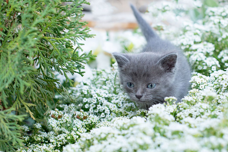 Little gray kitten of one month old in the garden. cat and green grass and flower alissum.