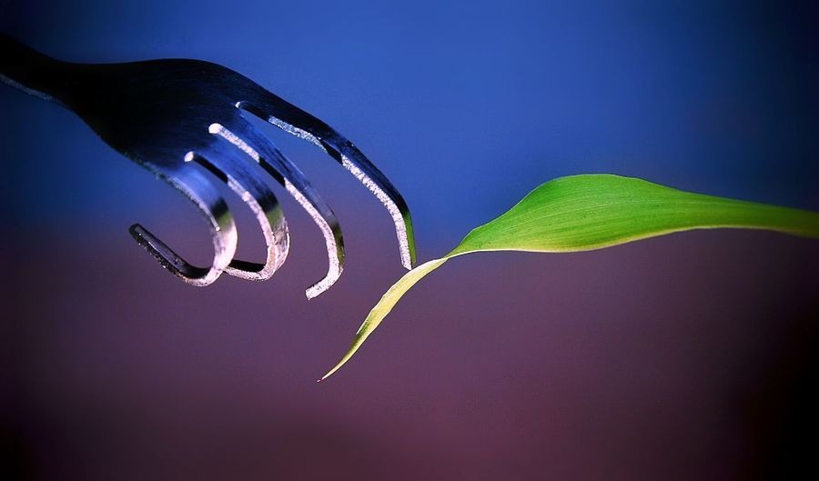 Close-up of curled fork by leaf