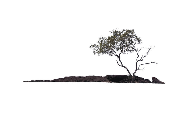 Tree against white background