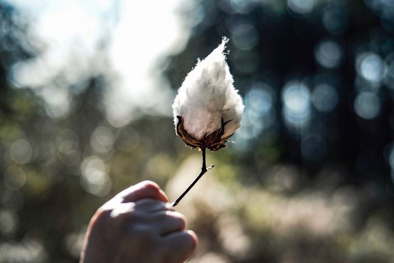 Close-up of hand holding cotton outdoors