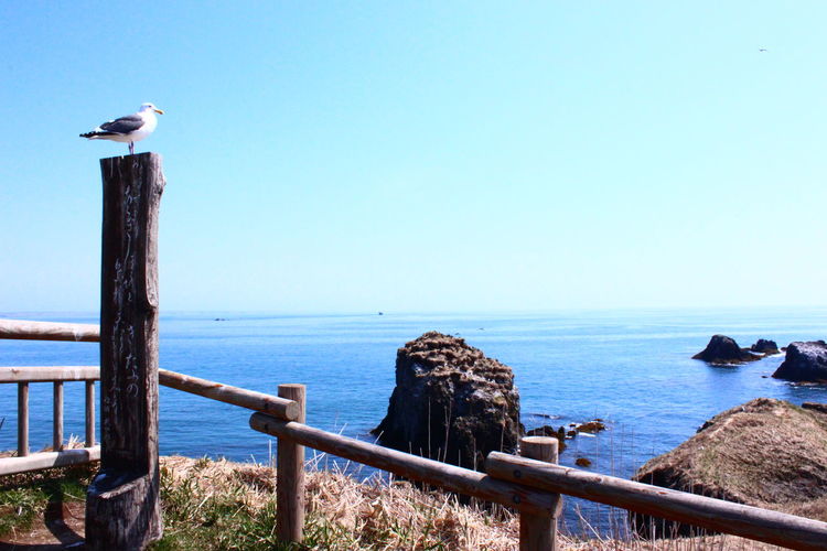 Birds perching on wooden post by sea against clear sky