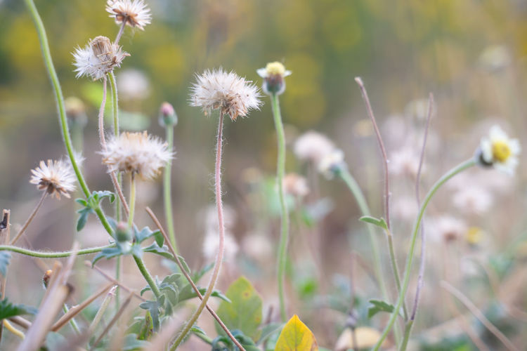 plant