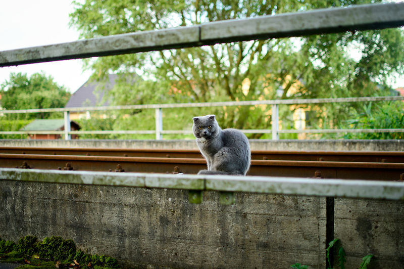 Cat sitting on tree