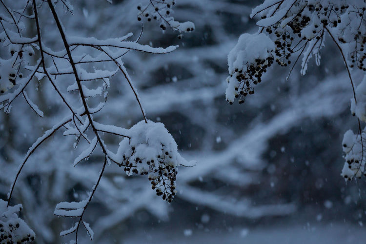 Close-up of snow on branch against blurred background