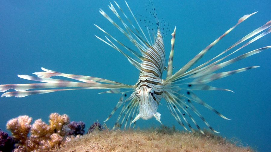 Baby lionfish hovering over a underwater sculpture made of junk