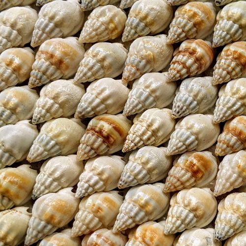 Full frame shot of conch shell at market