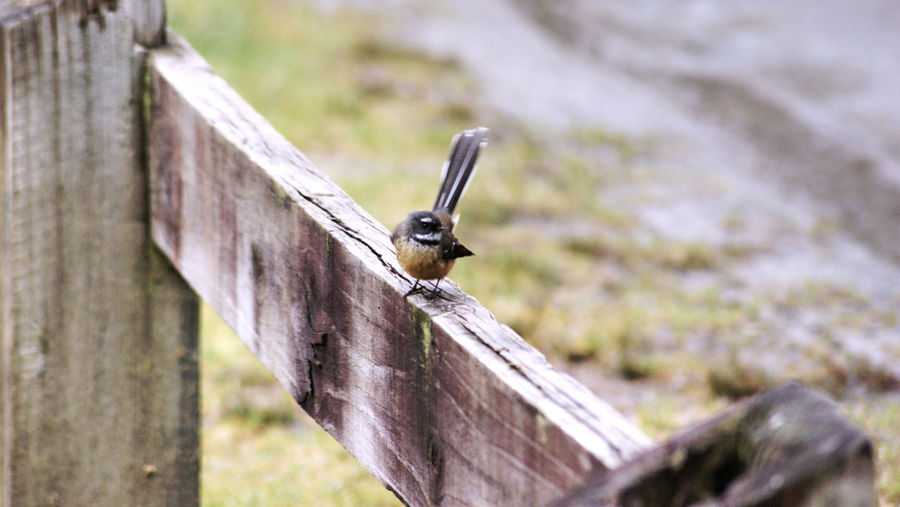 Close-up of bird perching on wooden fence