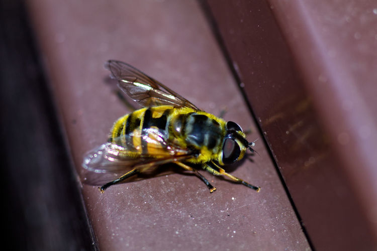 Close-up of hoverfly on bin.