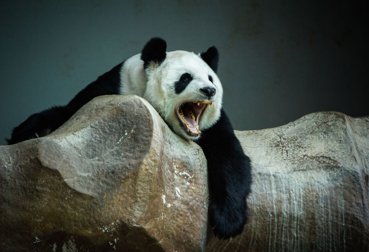 Low angle view of giant panda relaxing on rock at zoo