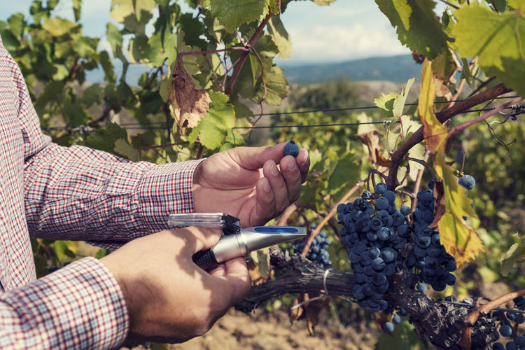 Caucasian man hands holding refractometer and red grapes in a vineyard. selective focus