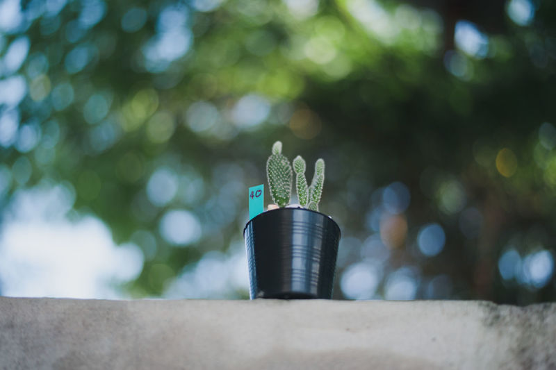 Low angle view of potted plant