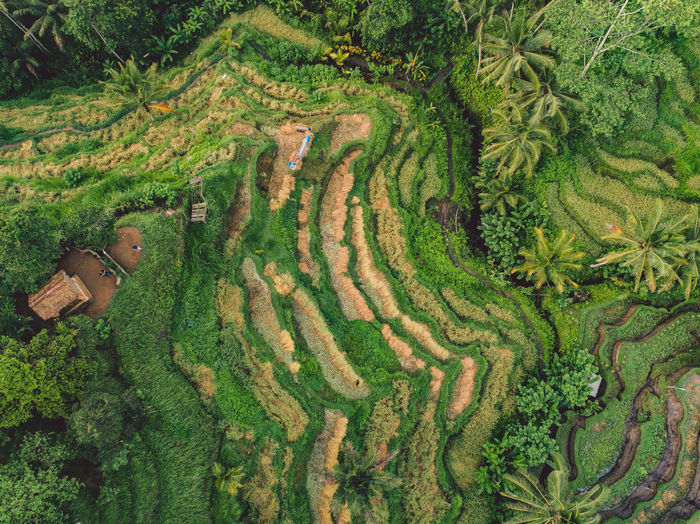 High angle view of rice terraces and trees