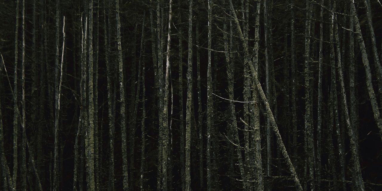 Full frame shot of bare tree trunks in forest