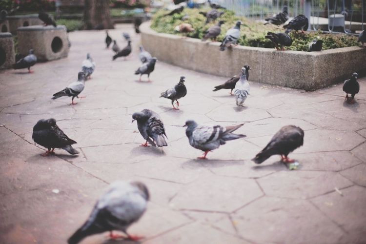 Pigeons on railing