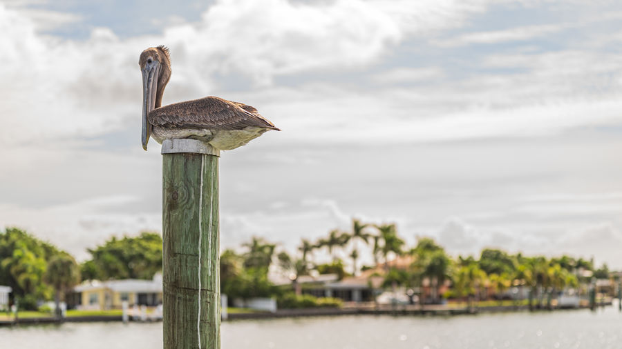 Bird perching on wooden post