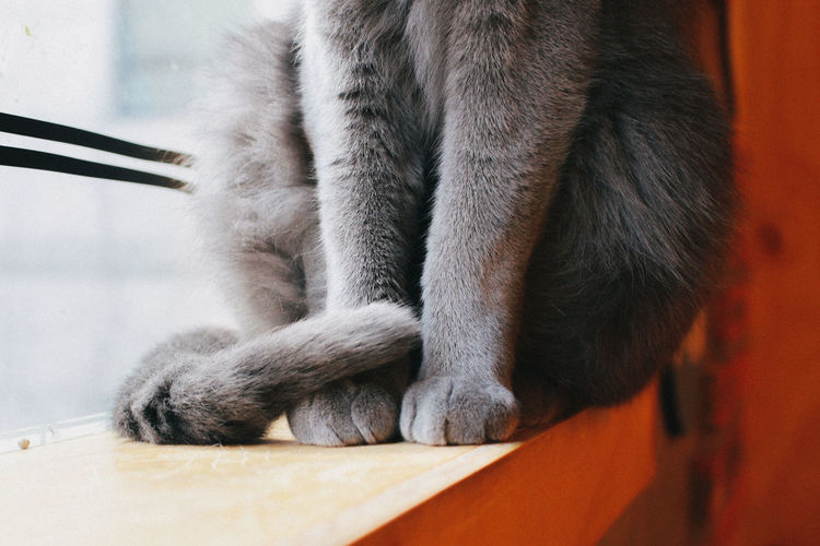 Close-up of a cat on table at home