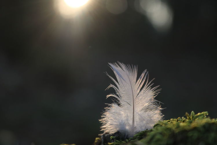 Close-up of feather against bright sun