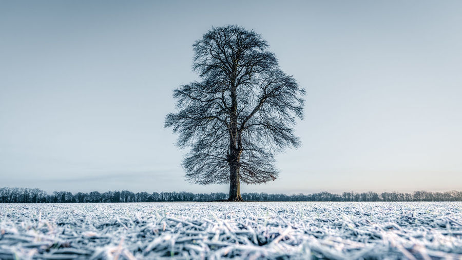Tree on snowy field against sky