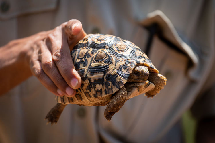 Man holds leopard tortoise in right hand