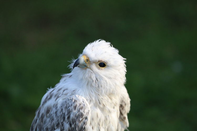 Close-up portrait of white birds of prey