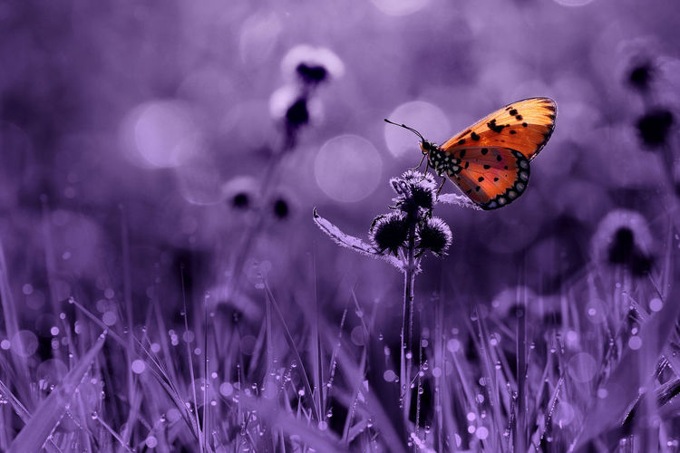 beauty in nature