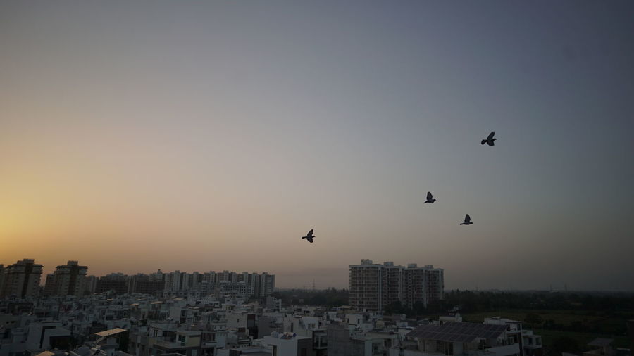 Birds flying in city against sky during sunset
