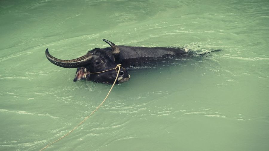 High angle view of water buffalo in river
