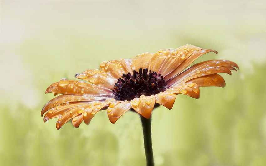 Close-up of wet orange daisy flower