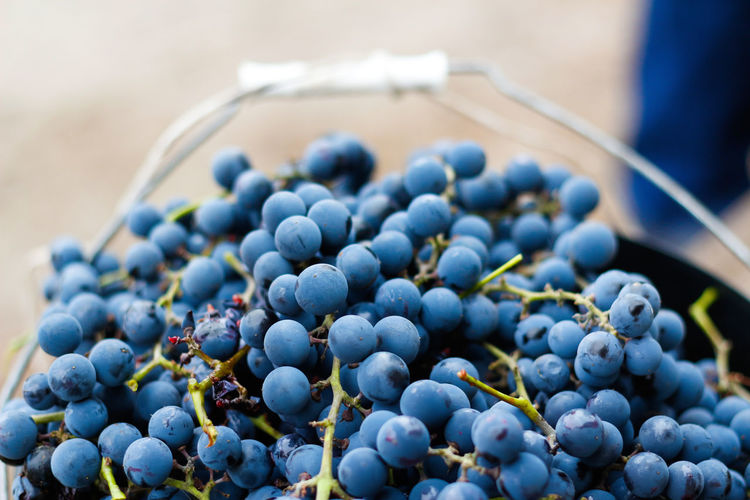 Bucket of blue grape. red wine grapes on vine in vineyard, close-up. winemaker harvesting grapes. 
