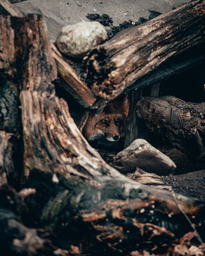 Fox amidst wood