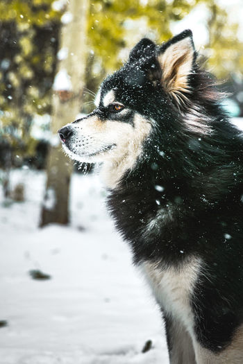 Close-up of dog during snowfall