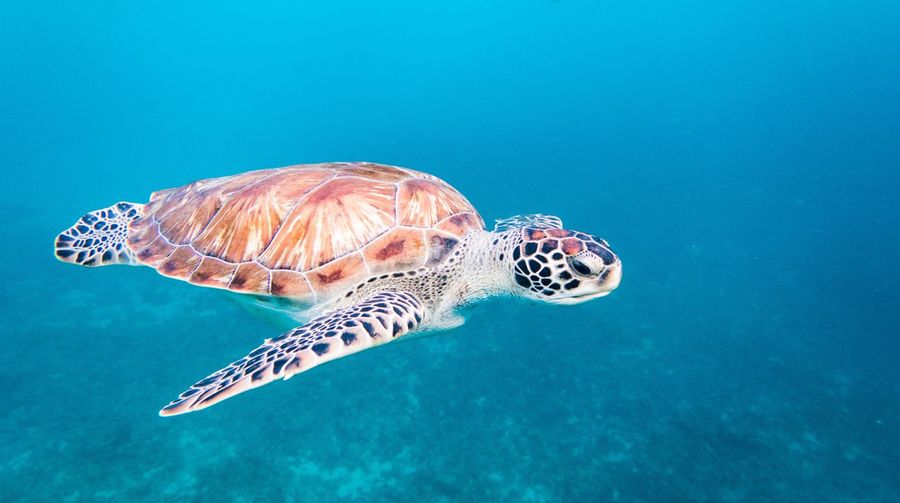 Close-up of turtle swimming in sea