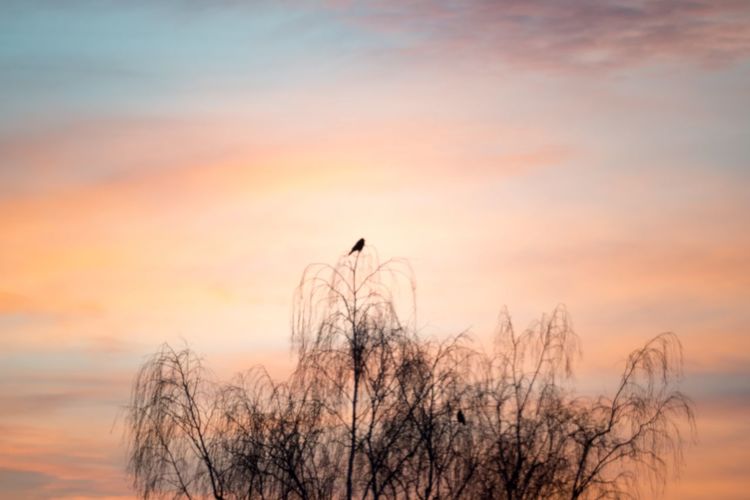 Silhouette bird perching on bare tree against sky during sunset