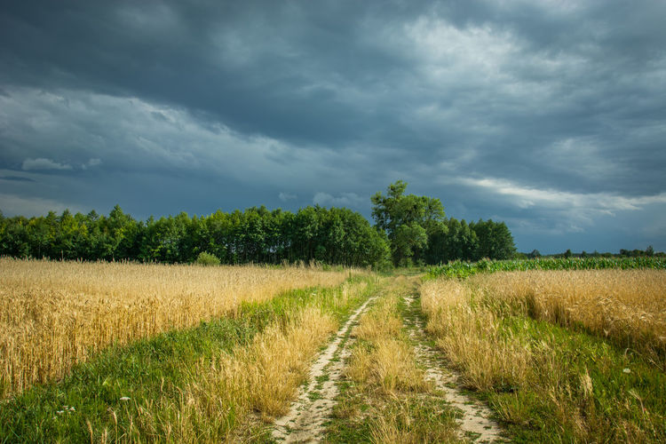 Scenic view of agricultural field against sky