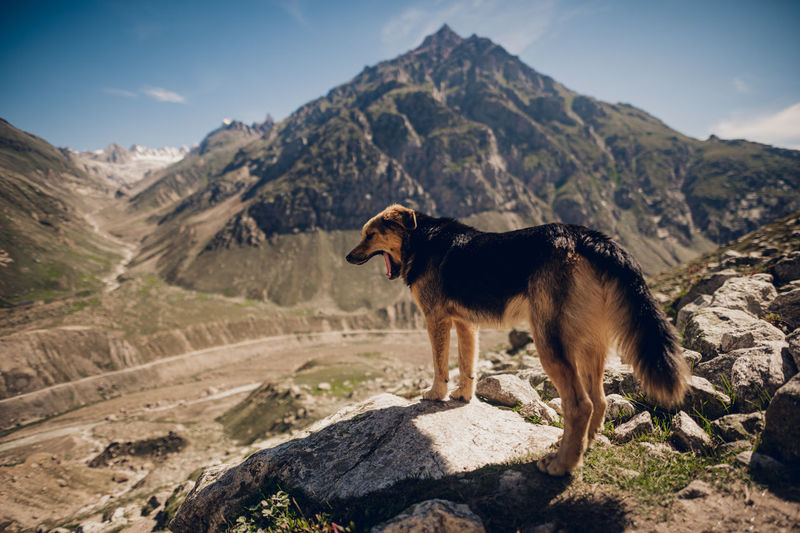 Dog on mountain
