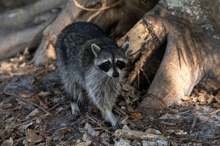 Young raccoon procyon lotor creeps forward as he forages for food in naples, florida.