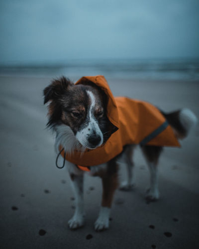 Dog standing on beach with coat