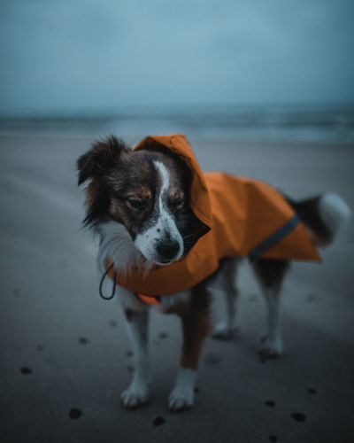 Dog standing on beach