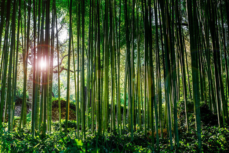 Trees in forest