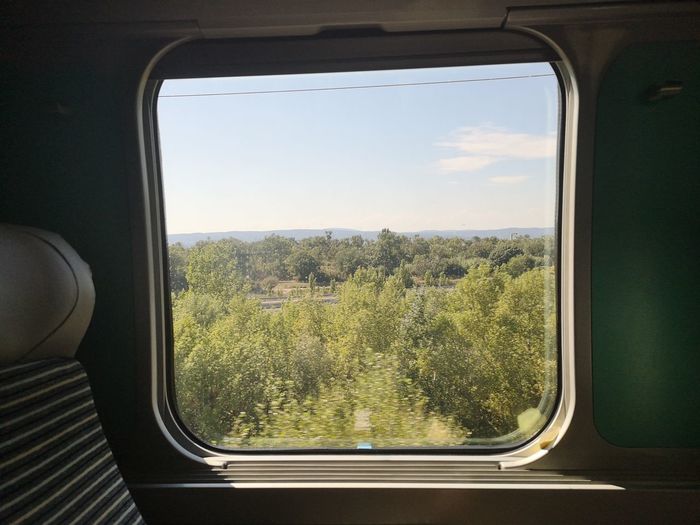 Trees seen through train window