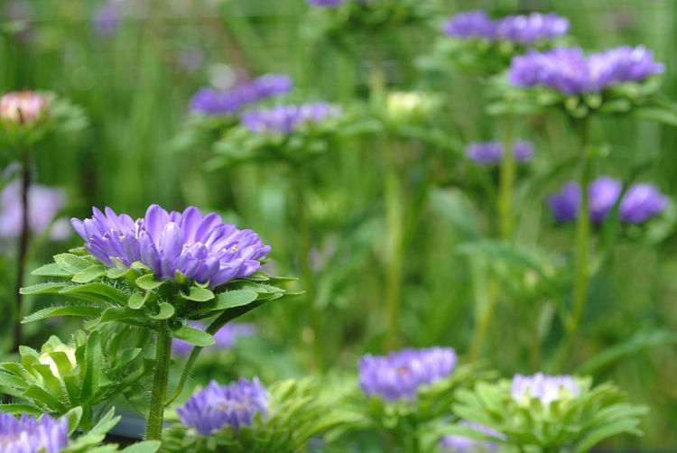 Close-up of purple flowers blooming in park