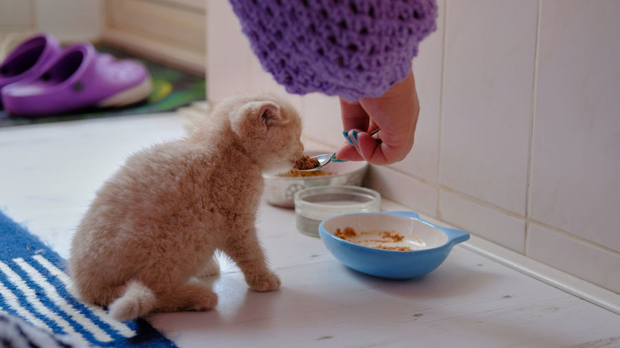 Close-up of a cute kitten sits in front of a food bowl, a human hand gives him food
